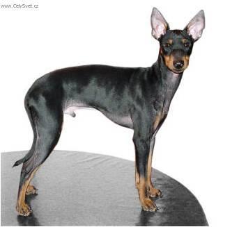 Fotky: Anglick toy-terir (foto, obrazky)